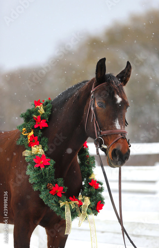 Fototapeta Naklejka Na Ścianę i Meble -  Saddle horse wearing beautiful colorful christmas wreath at advent weekend in the fresh snow