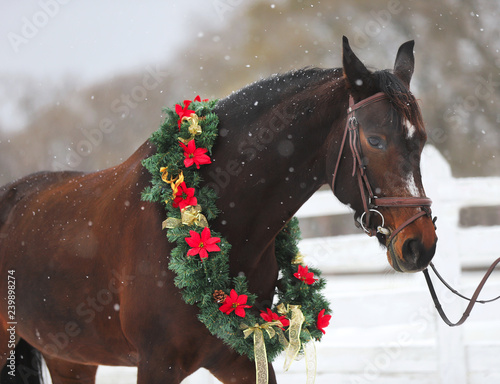 Fototapeta Naklejka Na Ścianę i Meble -  Saddle horse wearing beautiful colorful christmas wreath at advent weekend in the fresh snow