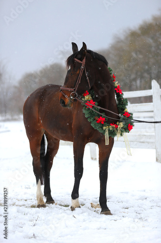 Fototapeta Naklejka Na Ścianę i Meble -  Dreamy christmas image of asaddle horse wearing a beautiful wreath in snowfall