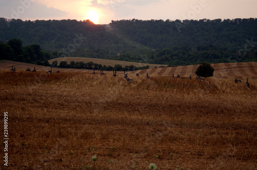 Contry farm at sunset