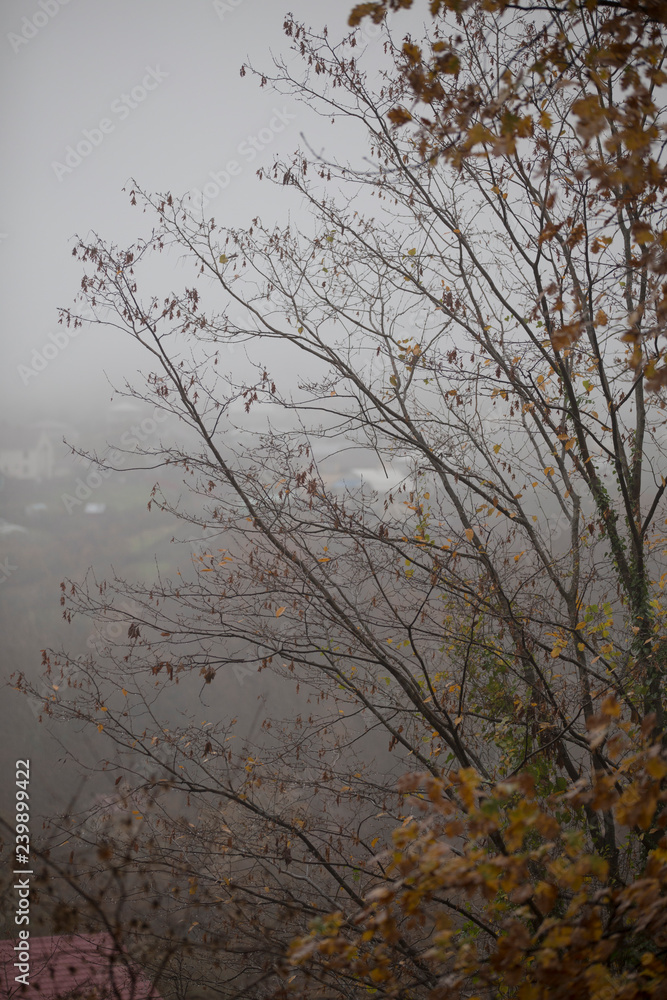 Trees with raindrops in front of autumn mist Trees with raindrops in front of autumn mist