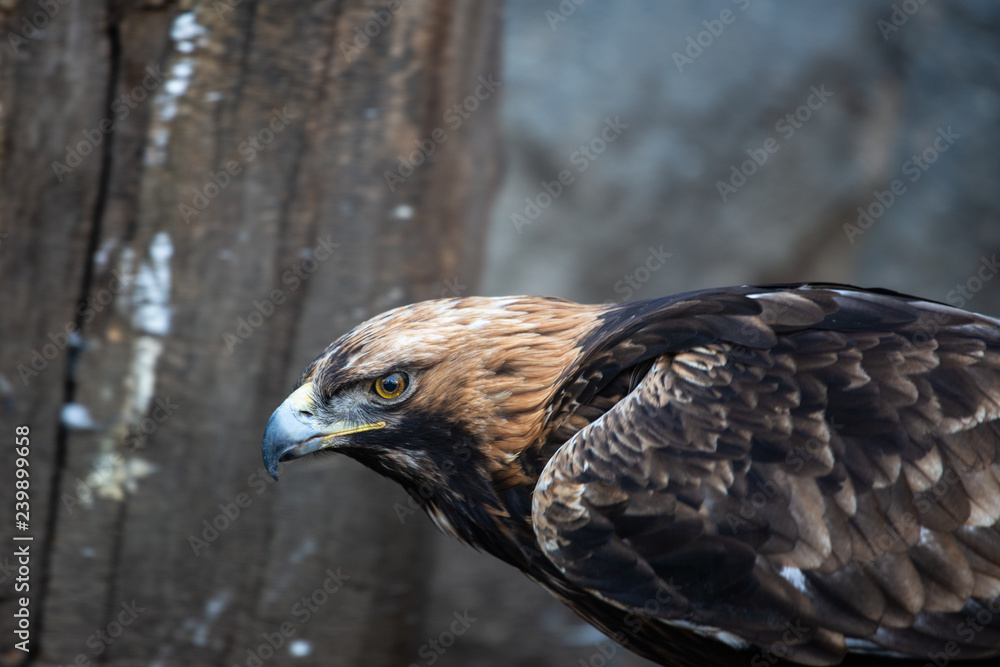 Fototapeta premium Head Of A Golden Eagle Close-up, Side View. Dangerous Bird Of Prey. Wild Strong Bird.