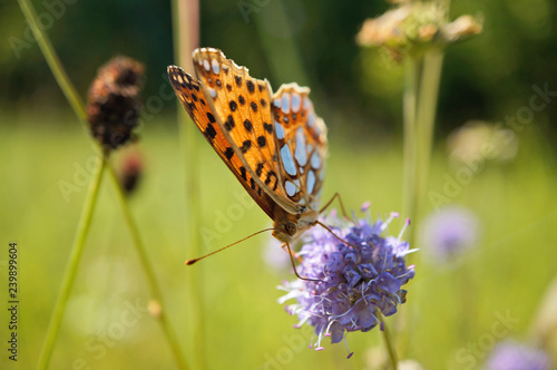 Schmetterlinge Deutschlands - Kleiner Permuttfalter photo