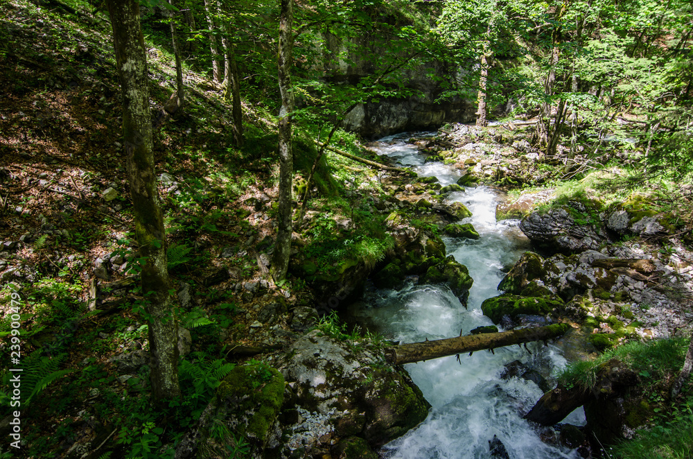 wildbach in der natur