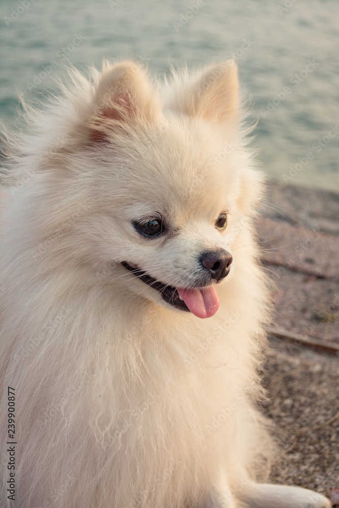 close-up Pomeranian dog