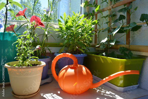 Small urban garden on the balcony. Blooming red petunia, osteospermum and thunbergia in flower pots and containers, and orange watering can.