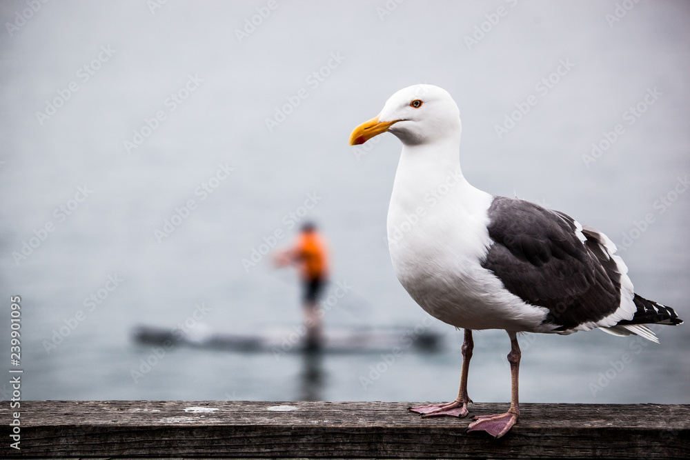 Seagull on dock overlooking SUP paddler in Monterey Seagull on dock overlooking SUP paddler in Monterey