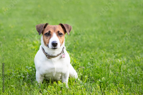 Dog Breed Jack Russell Terrier Sits On Backdrop Of Green Spring Grass And Looks Directly Forward. Nice And Cute Pet. Concept Of Healthy And Cheerful Active Dog.