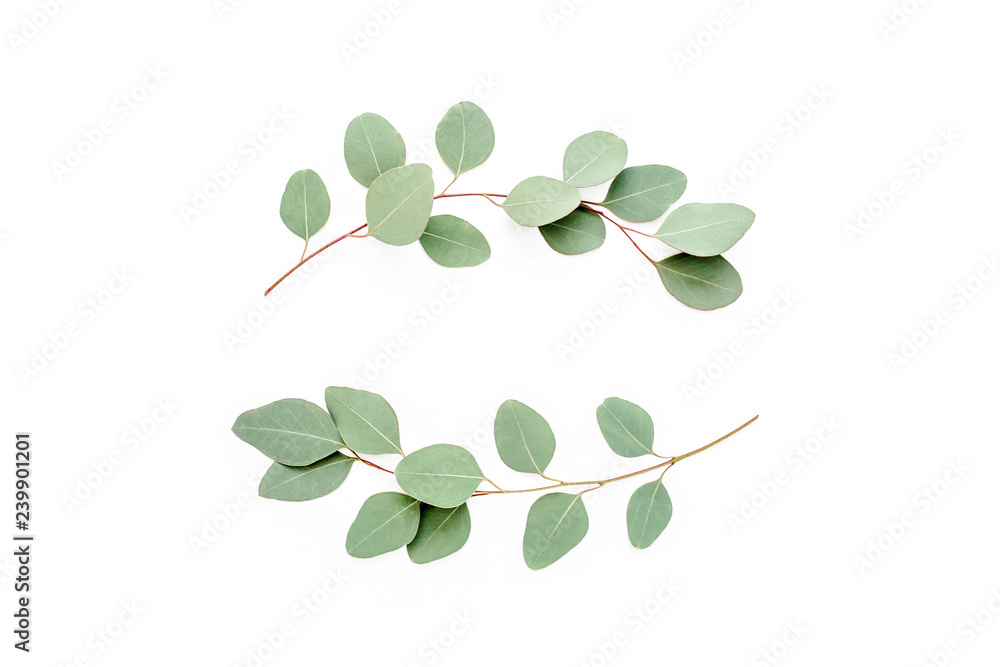 Obraz premium Wreath frame made of branches eucalyptus isolated on white background. lay flat, top view