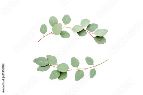 Wreath frame made of branches eucalyptus isolated on white background. lay flat, top view © K.Decor