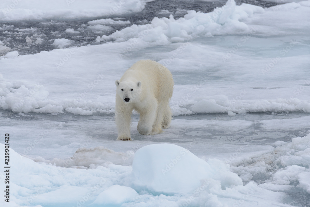 Wild polar bear on pack ice in Arctic sea Wild polar bear on pack ice in Arctic sea