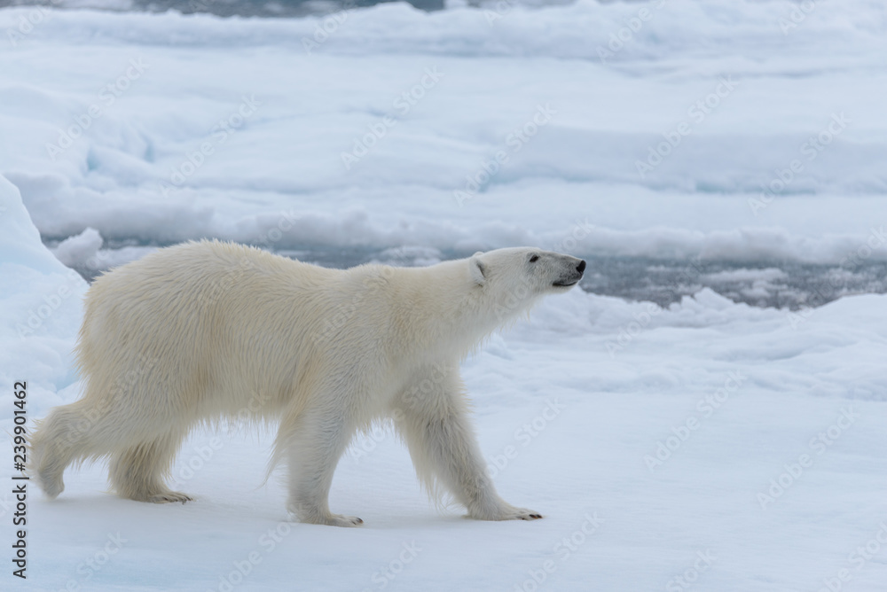 Wild polar bear on pack ice in Arctic sea close up Wild polar bear on pack ice in Arctic sea close up