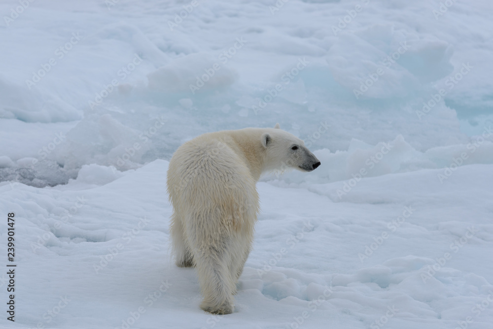 Wild polar bear on pack ice in Arctic sea close up Wild polar bear on pack ice in Arctic sea close up