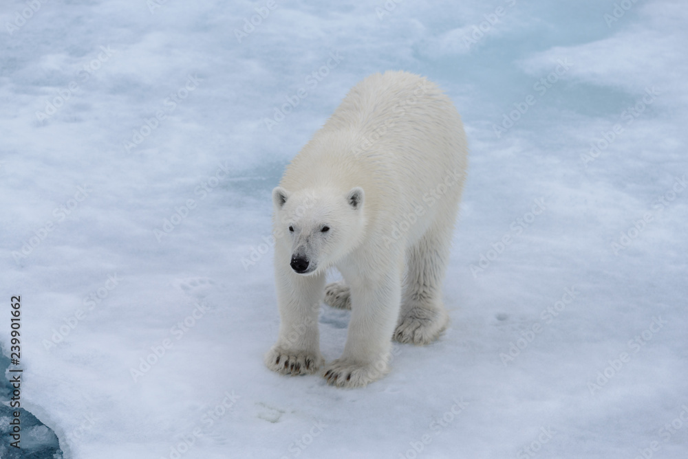 Polar bear (Ursus maritimus) on the pack ice north of Spitsbergen Island, Svalbard Polar bear (Ursus maritimus) on the pack ice north of Spitsbergen Island, Svalbard