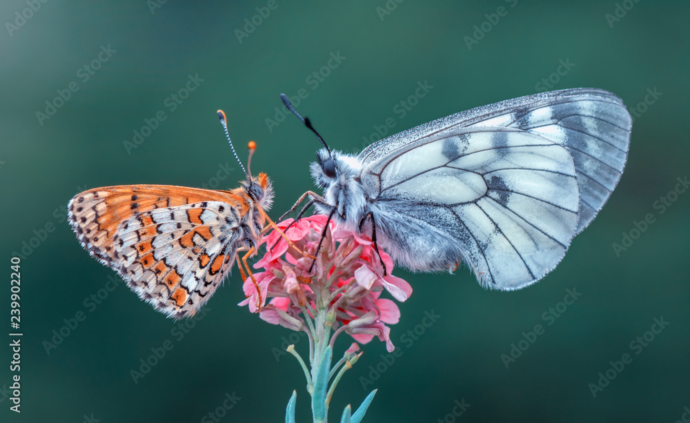 Fototapeten Schmetterling Schmetterling - Closeup butterfly on flower #239902240