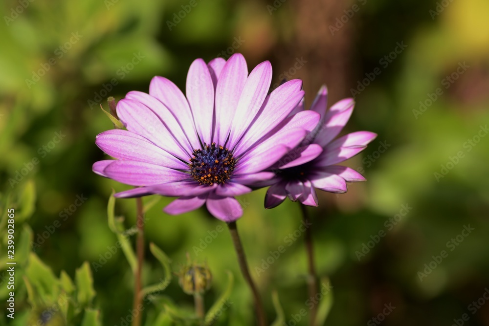 Osteospermum (African daisy) Osteospermum (African daisy)