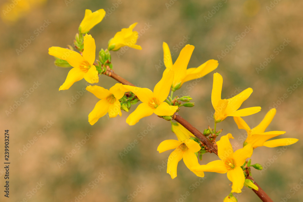 Forsythia flower in a garden Forsythia flower in a garden