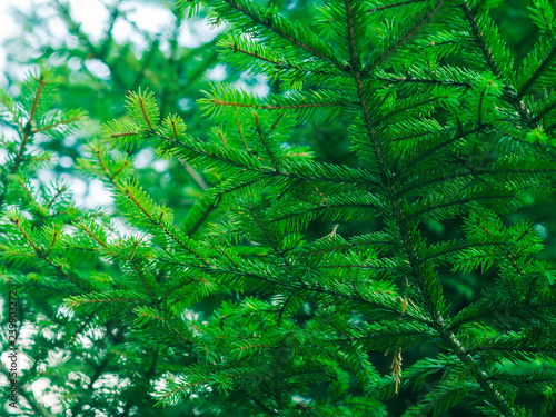 Green fir tree winter christmas background © tenkende