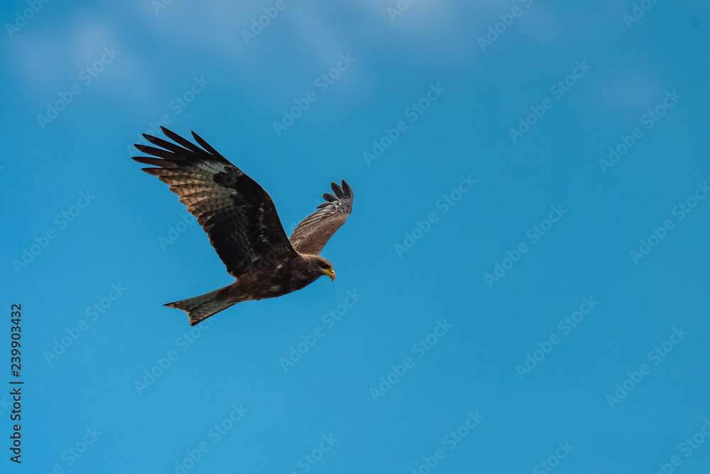 Yellow-billed Kite, Milvus aegyptius, african bird of prey Yellow-billed Kite, Milvus aegyptius, african bird of prey