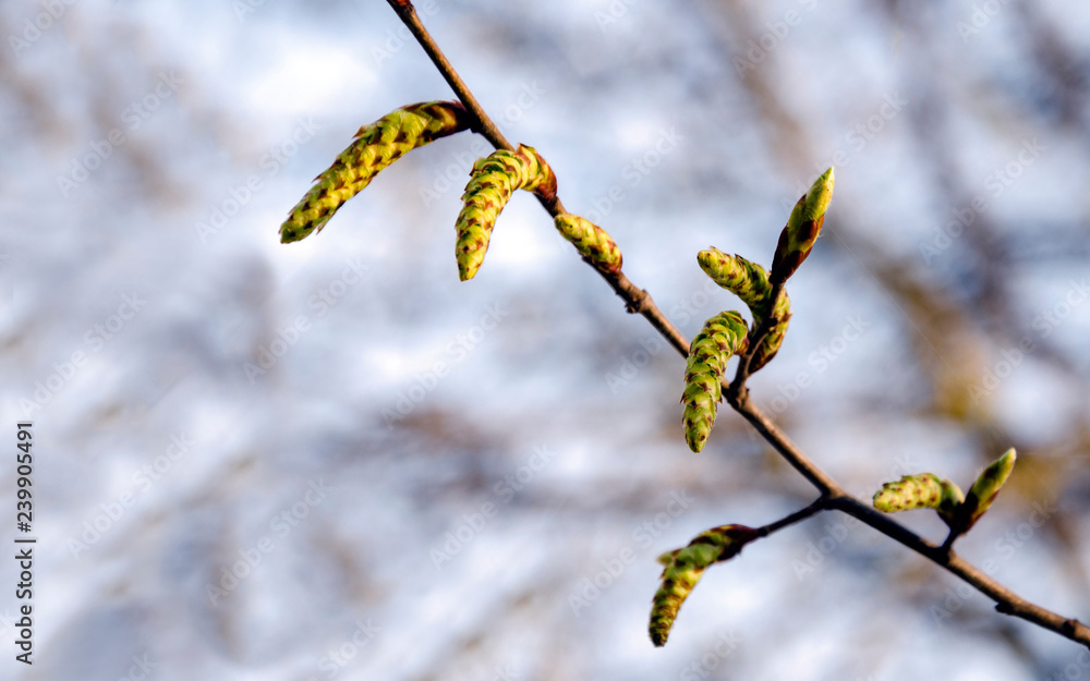 Fototapeta premium earrings flowering tree