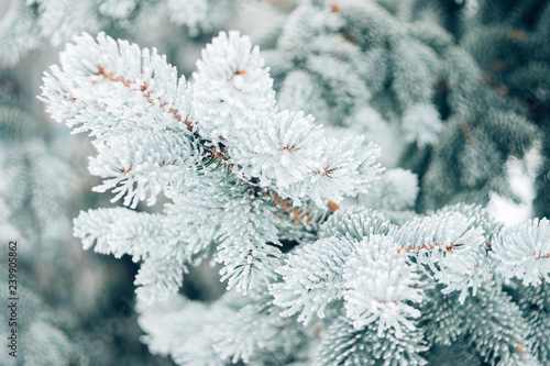 Winter Christmas evergreen tree background. Ice covered blue spruce branch close up. Frost branch of fir tree covered with snow, copy space.