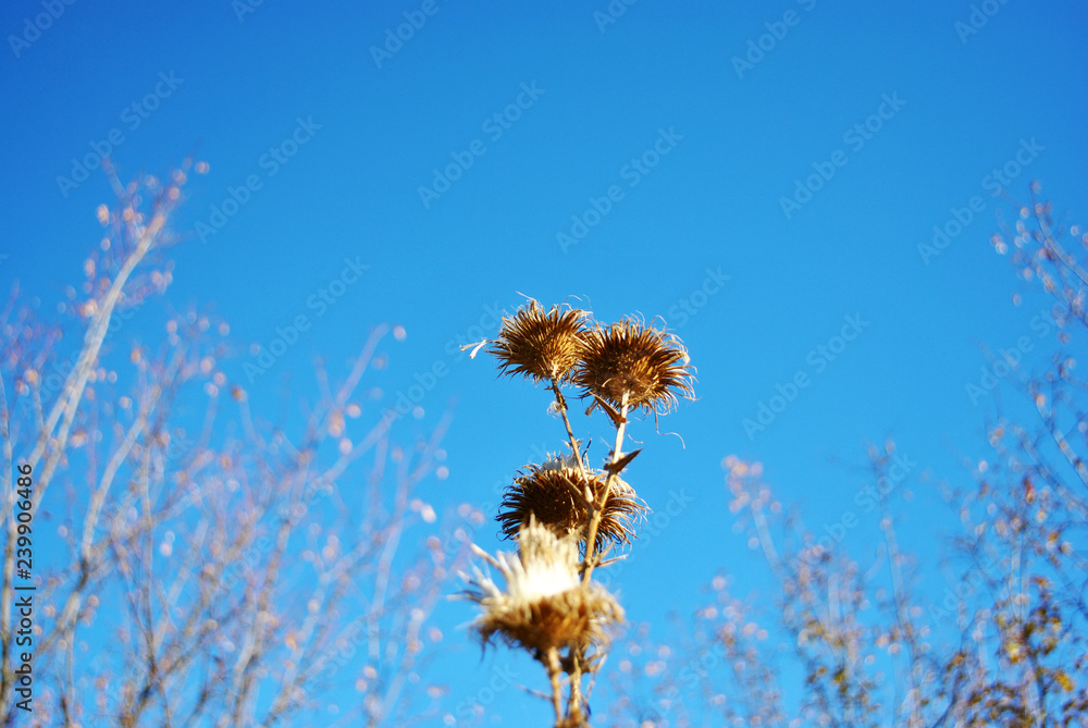 Silybum marianum (cardus marianus, milk thistle, blessed milkthistle, Marian thistle, Mary thistle or Scotch thistle) dry flowers on landscape background, blue sky and trees without leaves
