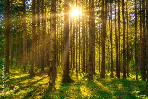 Tree misty forest and sun ray in Dolomites Alps. Trentino Alto Adige Sud Tyrol, Italy photo