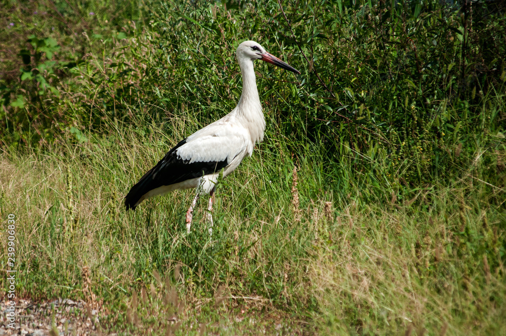 Fototapeta premium White stork closeup on greenery background in sunny summer day