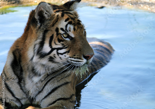 Tiger in a pond staring to its side
