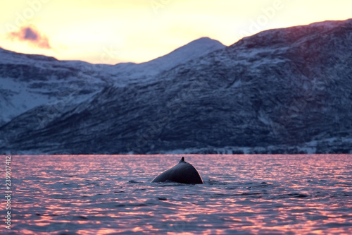 humpback whale, megaptera novaeangliae, Norway