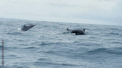 Group of dolphins swimming in tropical waters.  Bottlenose dolphins swimming in the open Caribbean sea. Wild life fauna in Bocas del Toro islands in the Isla Bastimentos National Marine Park in Panama photo