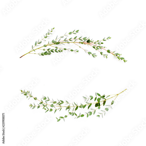 Wreath frame made of branches eucalyptus isolated on white background. lay flat, top view