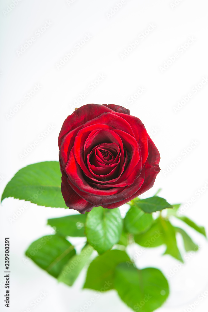 Red rose flower rosette with leaves isolated on white. Top view Red rose flower rosette with leaves isolated on white. Top view