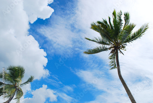 Dominican Republic, Playa Anders Tropic view