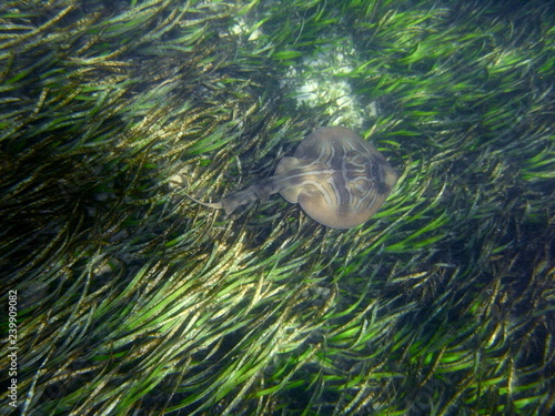 Well camouflaged Ray Shark-Eastern Fiddler Ray-Trygonorrhina fasciata hiding in sea grass bed, NSW, Australia