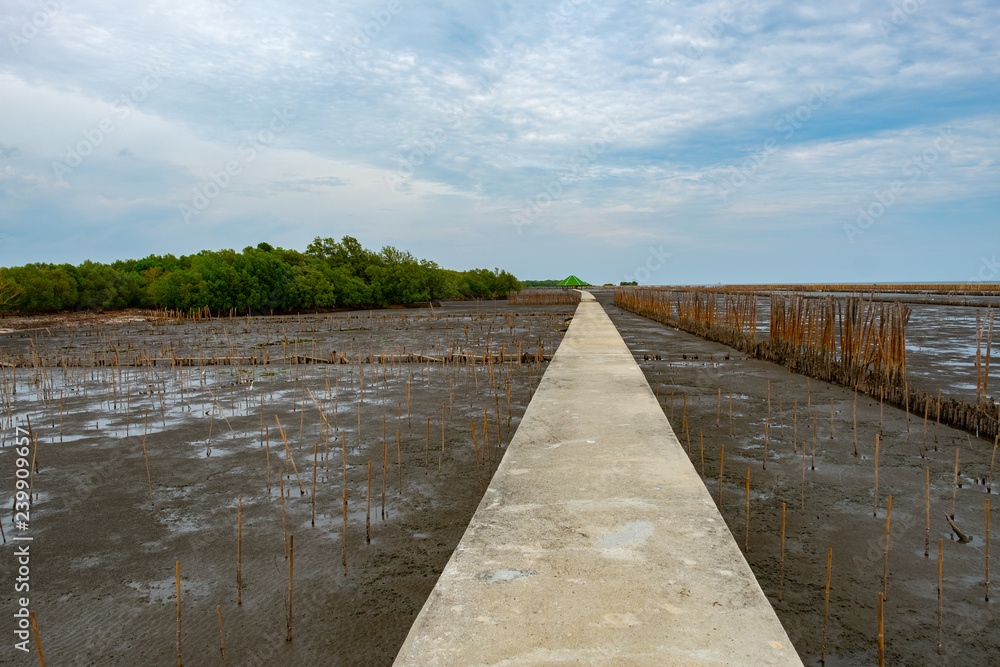 Bamboo dam reduce wave force at Bangkok coast line