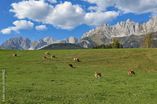 A herd of cows grazing near the village Going am Wilden Kaiser against the Alps. District of Kitzbuehel, state of Tyrol, Austria, Europe.