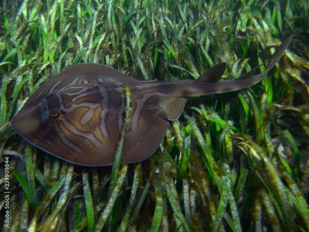 Obraz premium Ray Shark-Eastern Fiddler Ray-Trygonorrhina fasciata, Australia