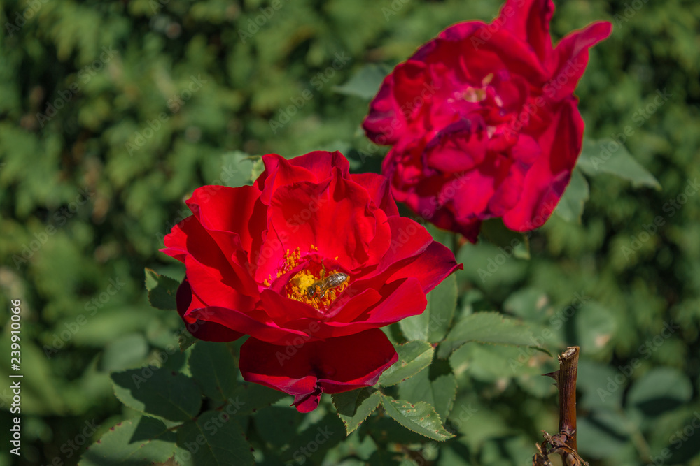 Bee on red rose Bee on red rose