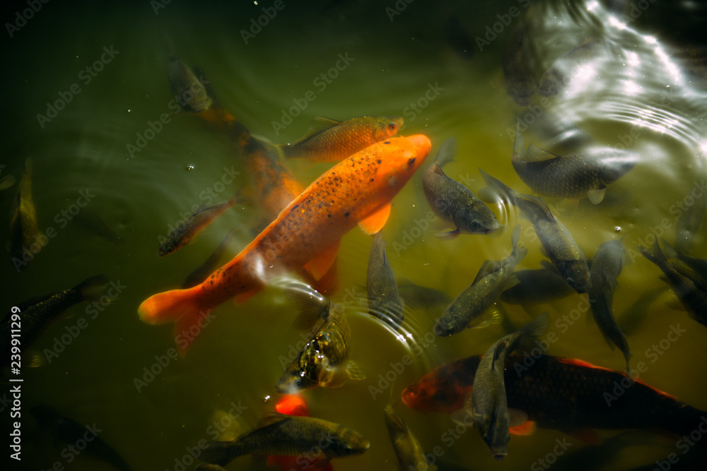 goldfish in the pond goldfish in the pond