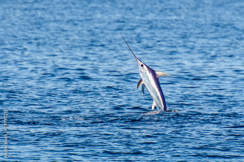 Canvastavla swordfish jumping in the water