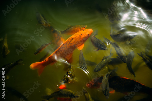 goldfish in the pond © Andrii Gorb
