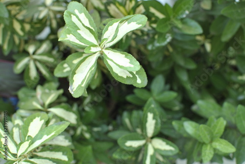 fresh basil leaves on white background