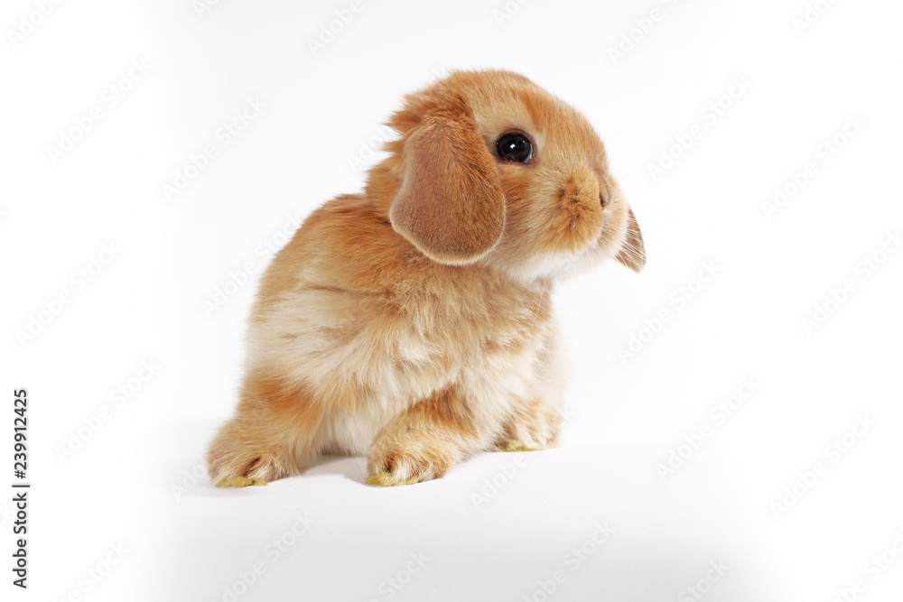 Orange bunny. Super cute lop dwarf rabbit on isolated white background. Orange bunny. Super cute lop dwarf rabbit on isolated white background.