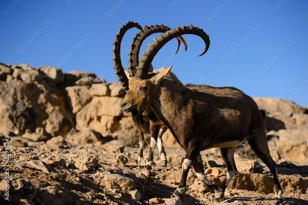 Mountain goat on a rock in the mountains