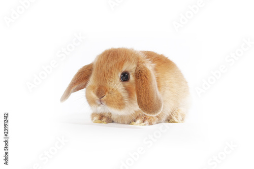 Orange bunny. Super cute lop dwarf rabbit on isolated white background.