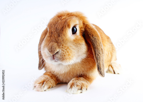 Orange rabbit bunny. Super cute lop dwarf rabbit on isolated white background.