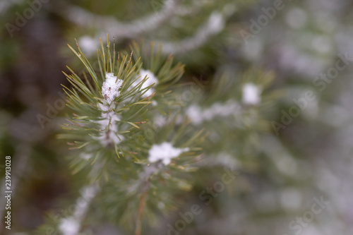 Small branches of a pine tree covered with snow. Fresh snow on the branches in the forest.