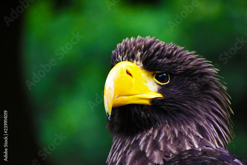 Sea Eagle portrait