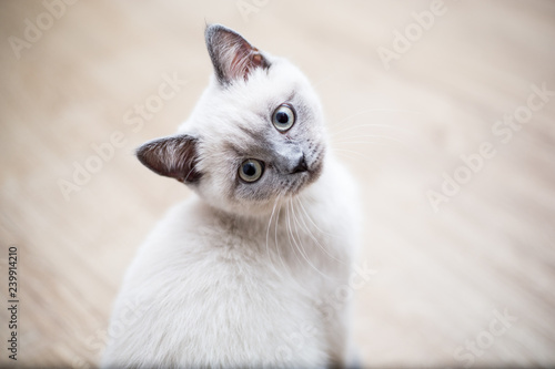 British kitten looking into camera